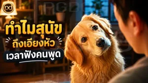 ทำไมสุนัข ถึงเอียงหัวเวลาฟังคนพูด