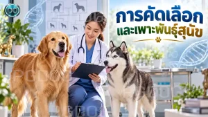 การคัดเลือก และเพาะพันธุ์สุนัข